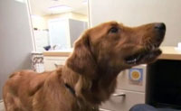 https://www.wellnesspetfood.co.th/wp-content/uploads/2014/07/img-press-tv-NECN.jpg