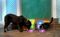 https://www.wellnesspetfood.co.th/wp-content/uploads/2014/07/img-press-tv-the-view.jpg