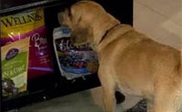 https://www.wellnesspetfood.co.th/wp-content/uploads/2014/07/today-show-july-2011.jpg