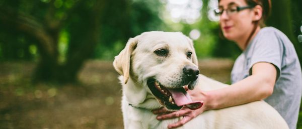 Adopting a senior dog