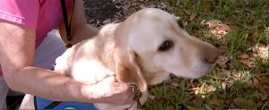 jordan therapy dog