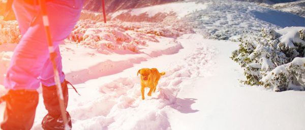 woman skiing with her dog winter
