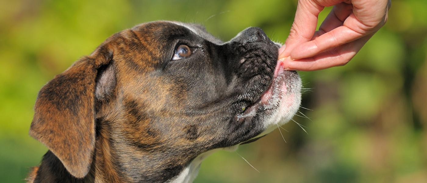 International Dog Biscuit Day Wellness Pet Food Thailand