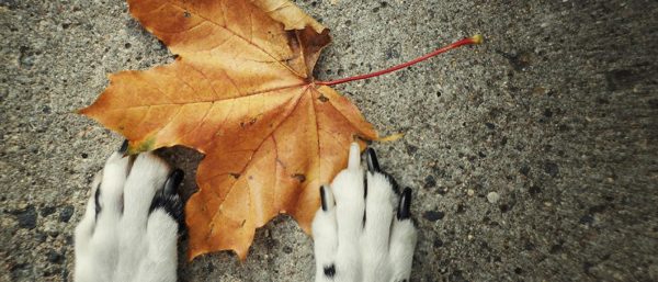 Fall Fun with Pets