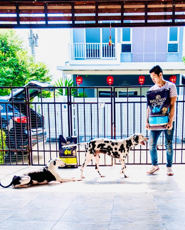 💪 โปรตีนคุณภาพ LOW CARB LOW FAT สำหรับน้องหมานักกีฬา! 🐕‍🦺  เทรนเนอร์มืออาชีพอย่างครูปาล์มจาก ‘เดิน กัน ด็อก-รับฝึกสุนัข Dog Dog’ เลือกใช้ Wellness CORE เตรียมความพร้อมน้องหมาสำหรับงานวิ่งเทรล 30 กม.!  • Ocean 🌊 - เสริมกล้ามเนื้อ บำรุงขน
• Healthy Weight 🏃‍♂️ - ควบคุมน้ำหนัก เพิ่มสมรรถภาพ  สูตร Grain-Free ลดปัญหาแพ้อาหาร เห็นผลชัดใน 2 เดือน ✨  ติดตามเทคนิคการฝึกน้องหมาเพิ่มเติมได้ที่ เพจ ‘เดิน กัน ด็อก-รับฝึกสุนัข Dog Dog’ 🦮  #WellnessCORE #DogTraining #PetNutrition #สุนัขสุขภาพดี” #wellbeingshouldbeshared  #อาหารสุนัขเกรดพรีเมียม